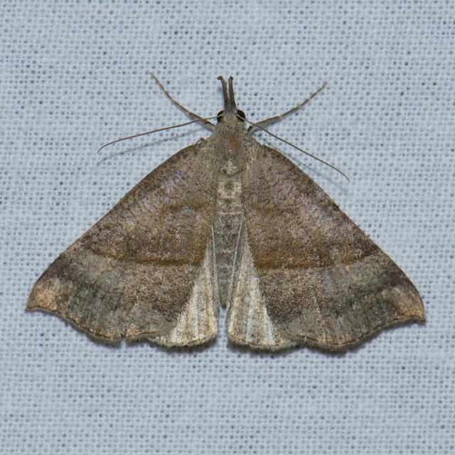Hypena proboscidalis - ormányos karcsúbagoly