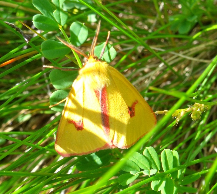 Diacrisia sannio - vörösszélű medvelepke