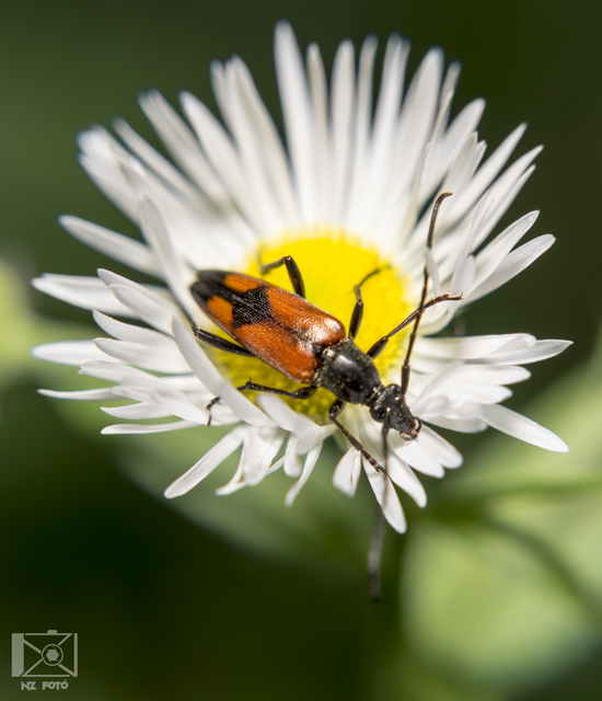 Stenurella bifasciata - kétöves karcsúcincér