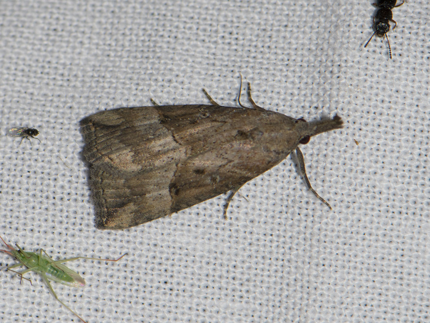 Hypena rostralis - közönséges karcsúbagoly