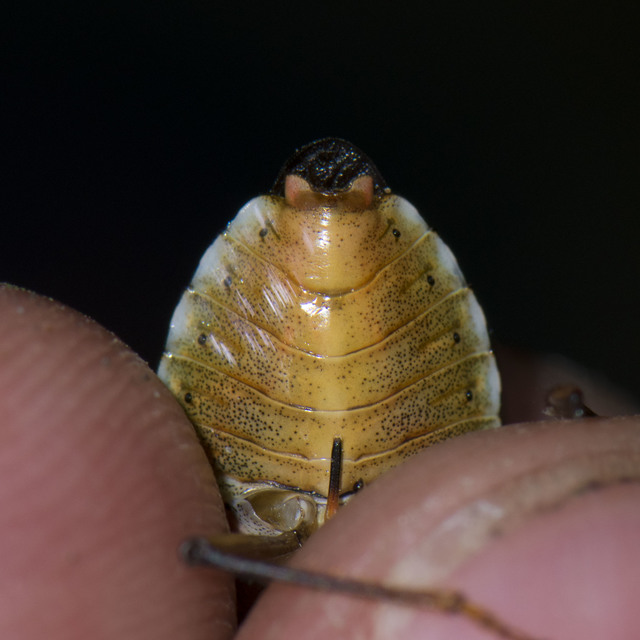 Pentatoma rufipes - vöröslábú címerespoloska Pentatoma rufipes - vöröslábú címerespoloska