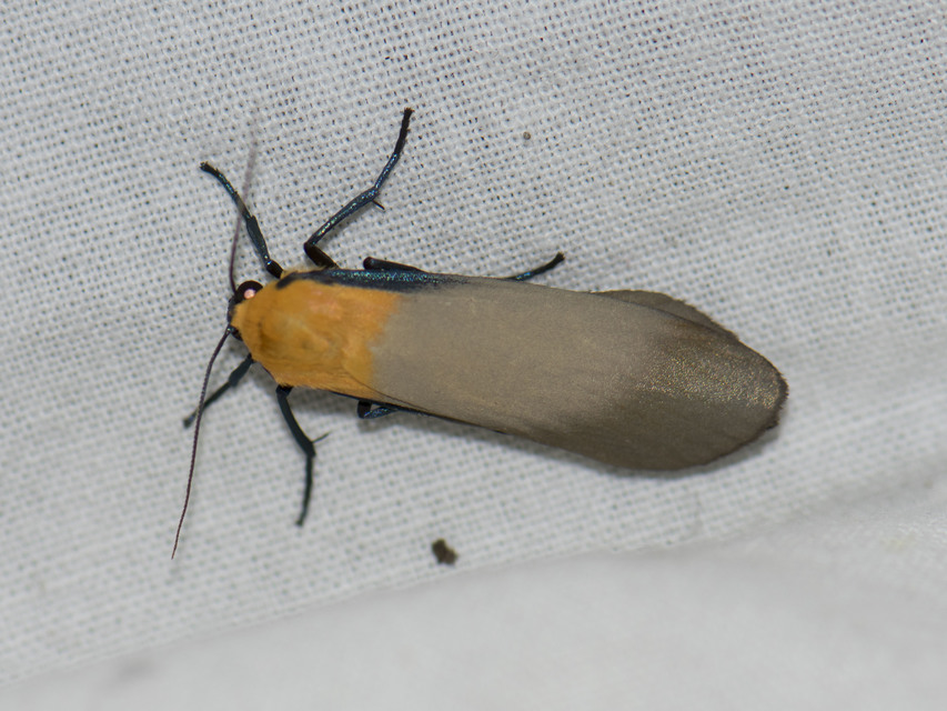 Lithosia quadra - négypettyes zuzmószövő