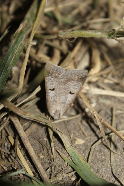 Lygephila pastinum - közönséges csüdfűbagoly