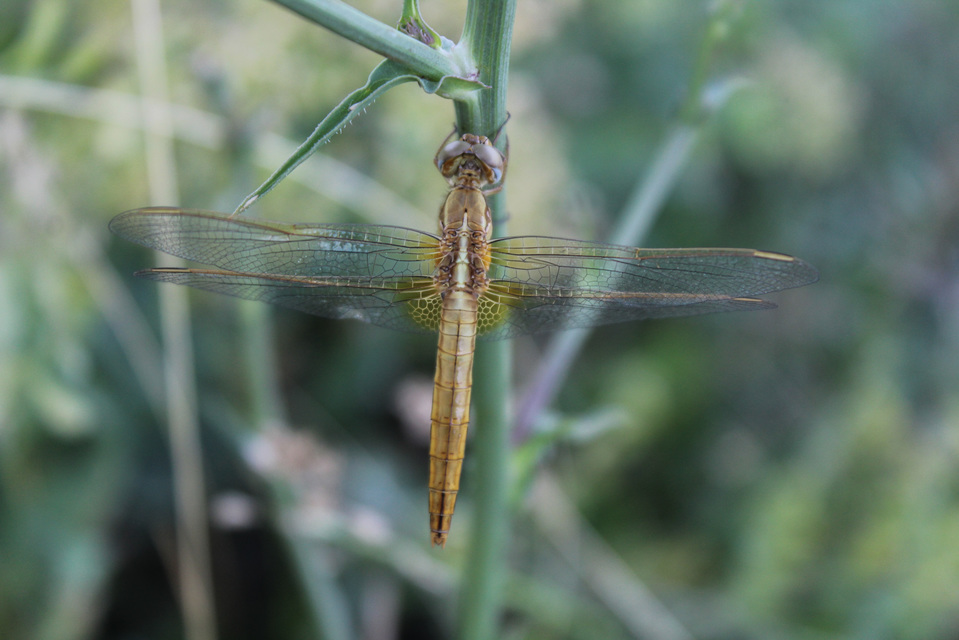 Crocothemis erythraea - skarlát szitakötő
