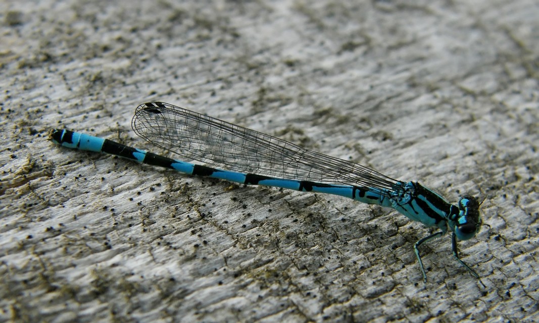 Coenagrion ornatum - díszes légivadász
