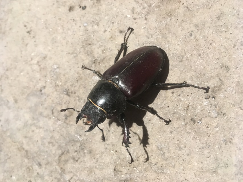 Lucanus cervus - nagy szarvasbogár