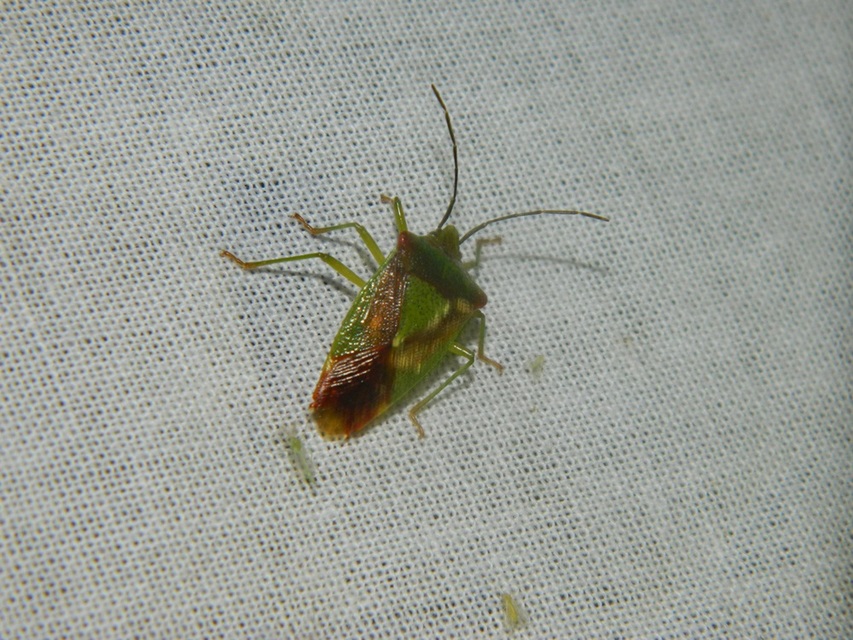 Acanthosoma haemorrhoidale - nagy dajkapoloska Acanthosoma haemorrhoidale - nagy dajkapoloska