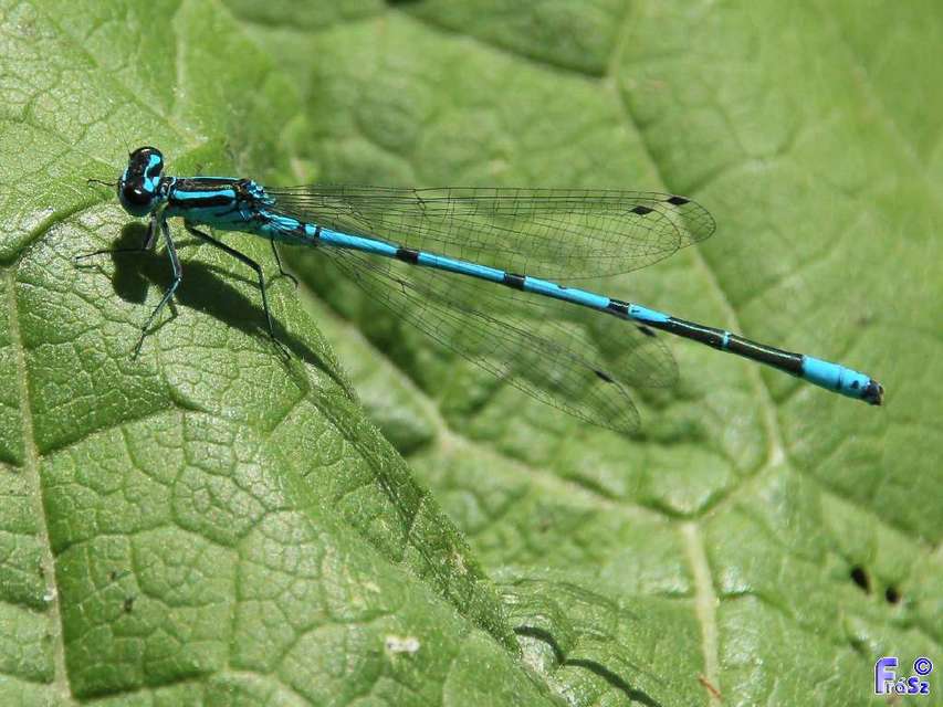 Coenagrion puella - azúrkék légivadász