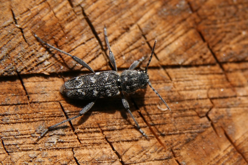 Xylotrechus rusticus - egérszínű darázscincér