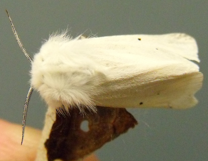 Spilosoma lubricipedum/urticae