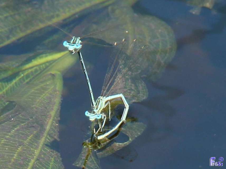 Platycnemis pennipes - széleslábú szitakötő