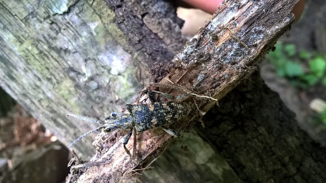 Rhagium sycophanta - tölgyes-tövisescincér