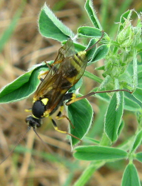 Ichneumoninae