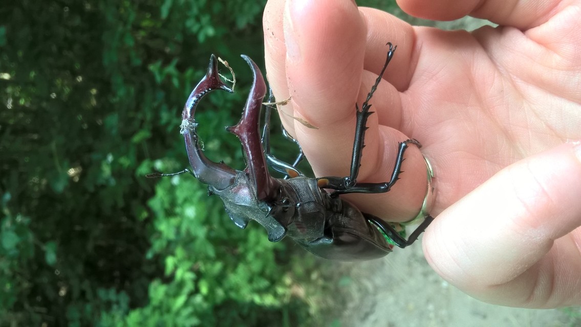 Lucanus cervus - nagy szarvasbogár