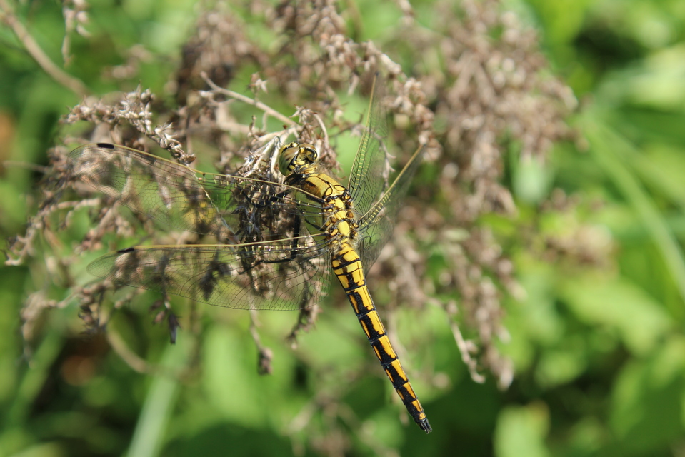 Orthetrum cancellatum - feketefarkú pásztorszitakötő