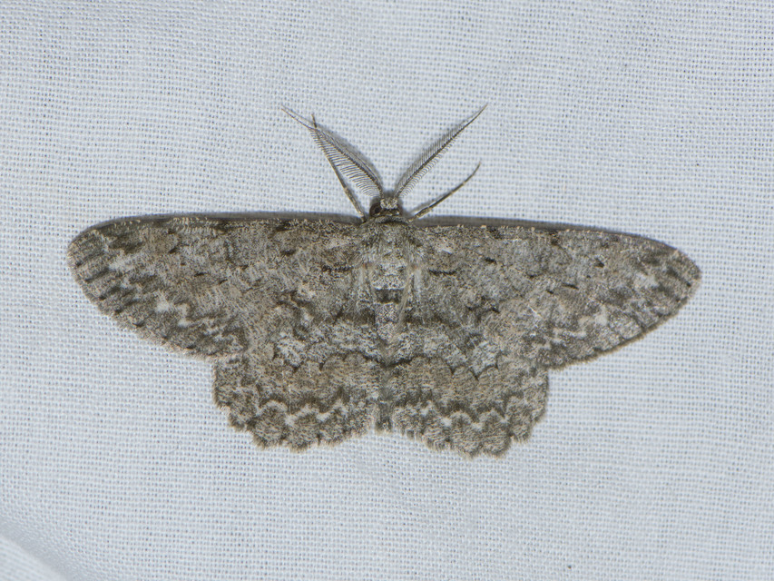 Hypomecis punctinalis - pettyes faaraszoló
