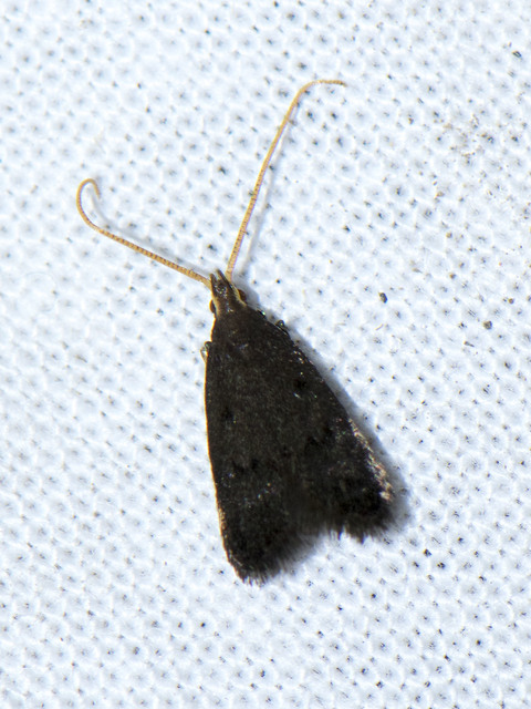 Lecithocera nigrana - kis hindumoly