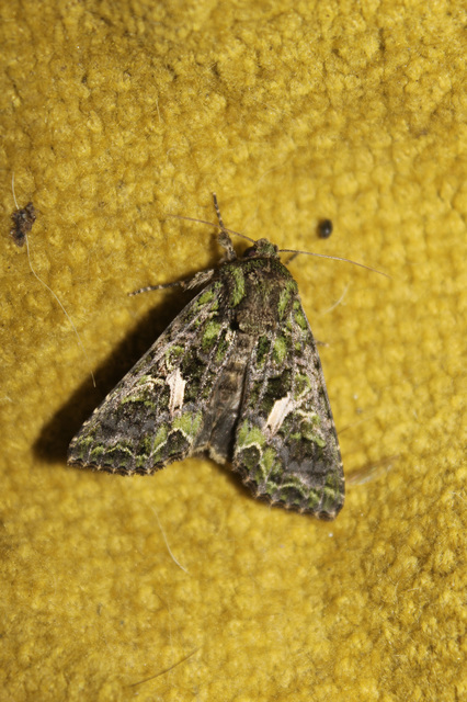 Trachea atriplicis - nyári zöldbagoly
