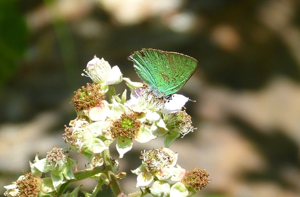 Callophrys rubi - zöldfonákú lepke