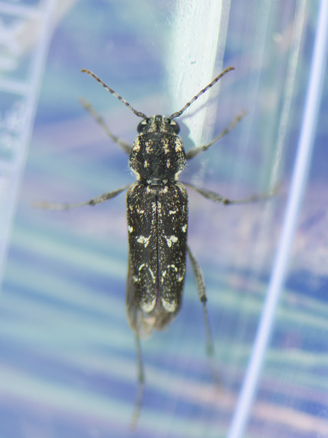 Xylotrechus rusticus - egérszínű darázscincér Xylotrechus rusticus - egérszínű darázscincér