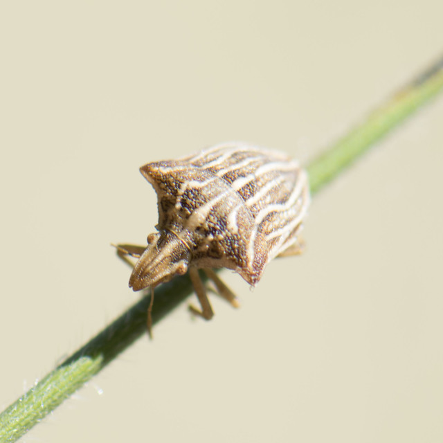 Ancyrosoma leucogrammes - vállas poloska