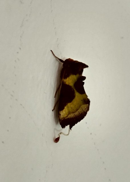 Diachrysia stenochrysis - rejtőző aranybagoly
