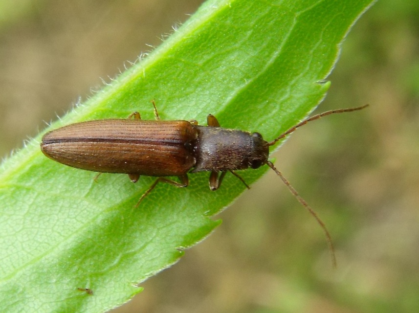 Athous bicolor - hosszúnyakú pattanó