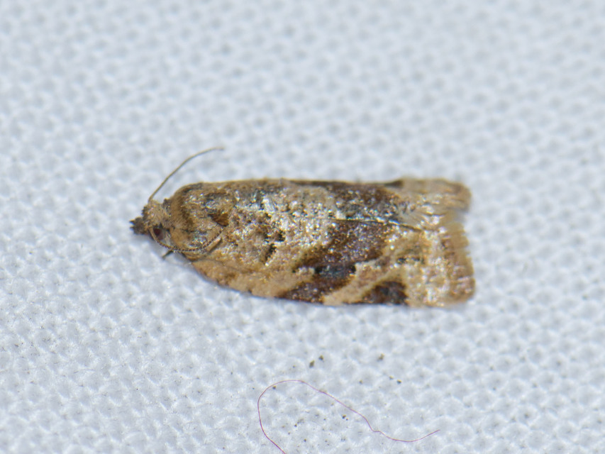 Argyrotaenia ljungiana - ékes sodrómoly