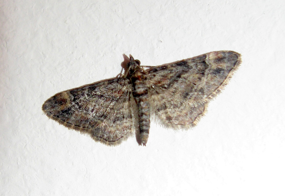 Gymnoscelis rufifasciata - vöröscsíkos törpearaszoló