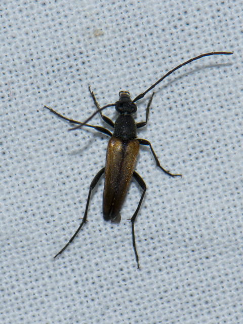 Stenurella