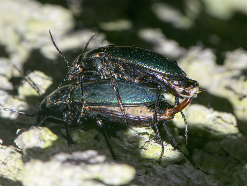 Carabus scheidleri - változó futrinka Carabus scheidleri - változó futrinka