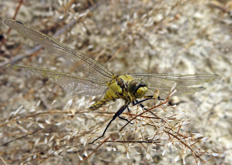 Orthetrum cancellatum - feketefarkú pásztorszitakötő