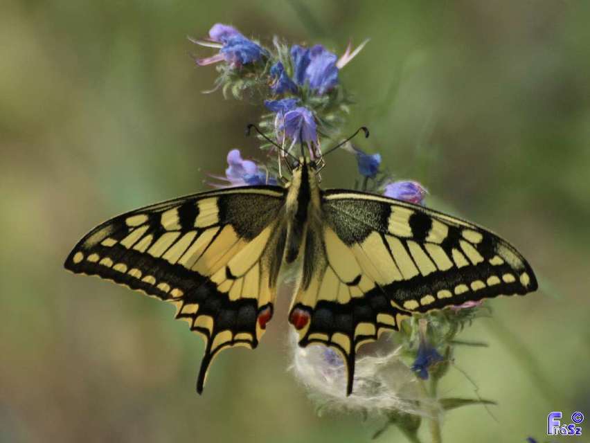 Papilio machaon - fecskefarkú lepke