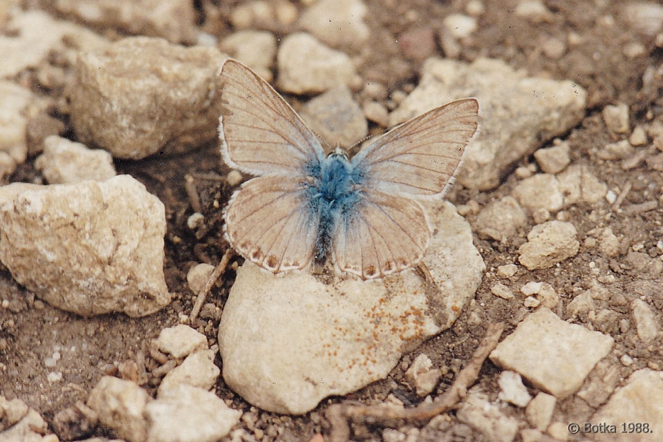 Polyommatus