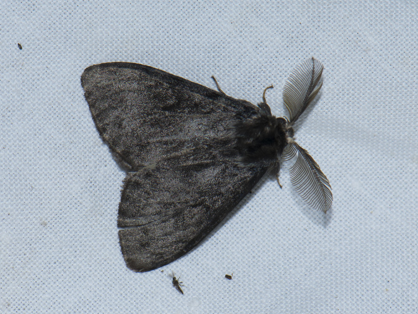 Lymantria monacha - apácalepke