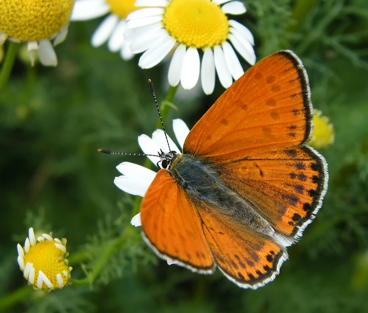 Lycaena thersamon - kis tűzlepke