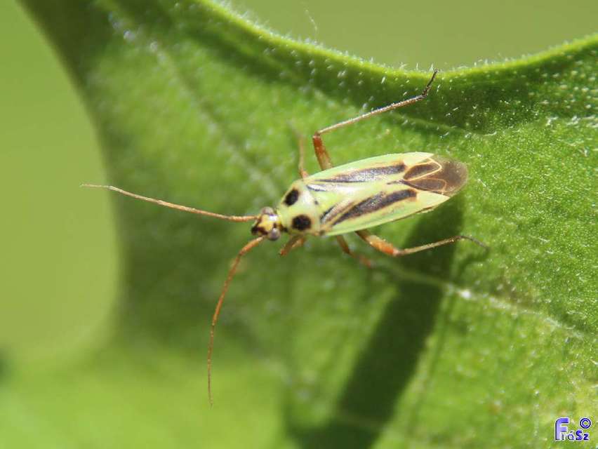 Stenotus binotatus - kétfoltos mezeipoloska
