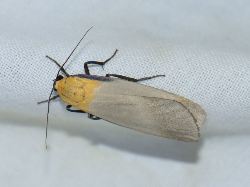 Lithosia quadra - négypettyes zuzmószövő