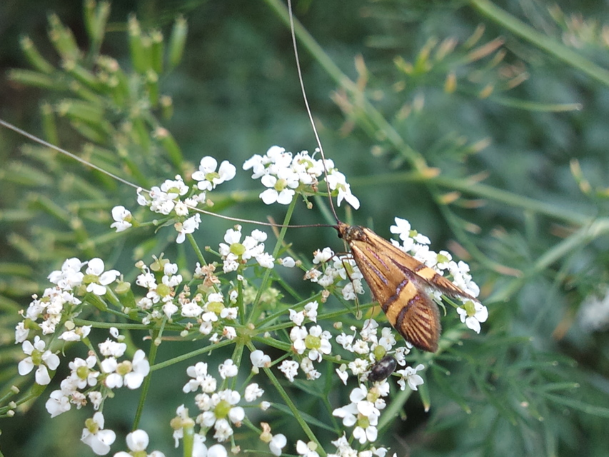 Nemophora degeerella - pompás tőrösmoly