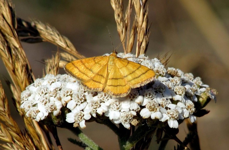 Idaea aureolaria - aranyos sávosaraszoló