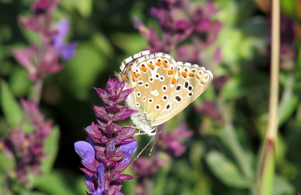 Polyommatus bellargus - égszínű boglárka