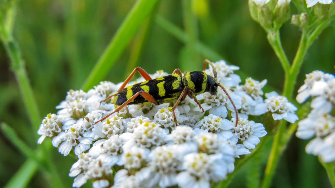 Echinocerus floralis - lucerna-darázscincér
