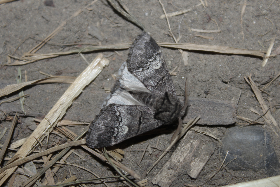 Drymonia querna - tölgyfa-púposszövő