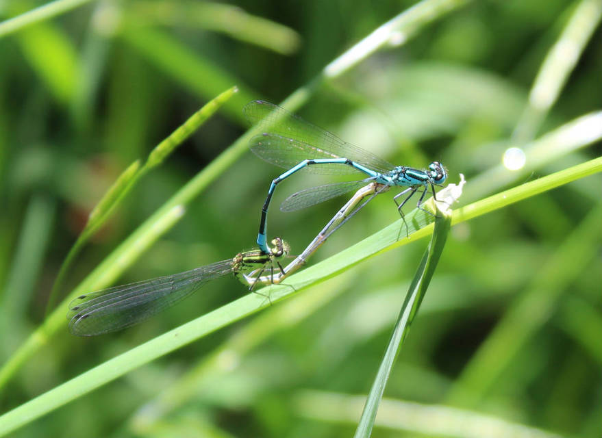 Coenagrion puella - azúrkék légivadász