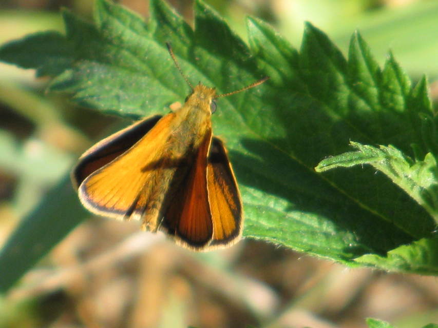 Thymelicus lineola - vonalas busalepke