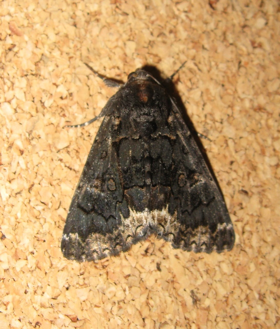 Catephia alchymista - fekete övesbagoly