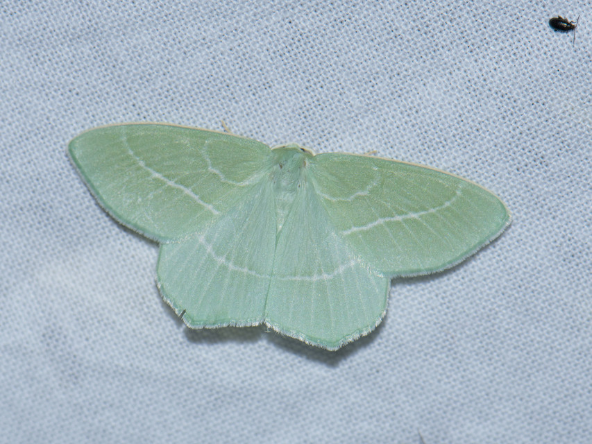 Hemistola chrysoprasaria - kékes zöldaraszoló