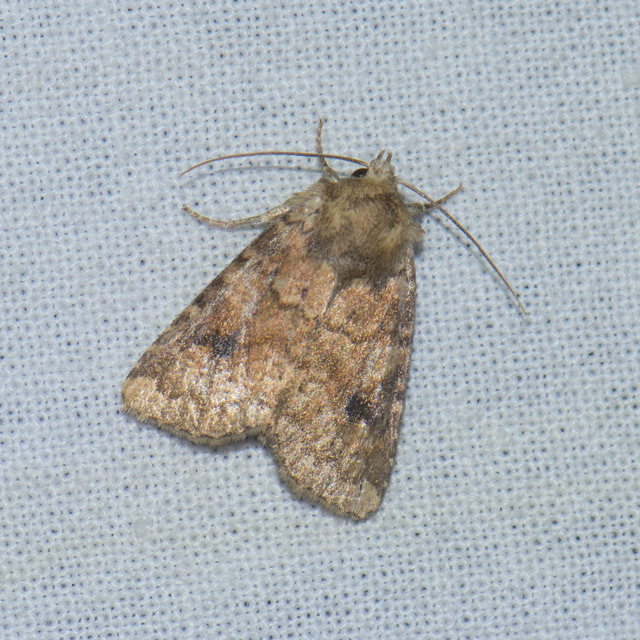 Atypha pulmonaris - tüdőfű-levélbagoly