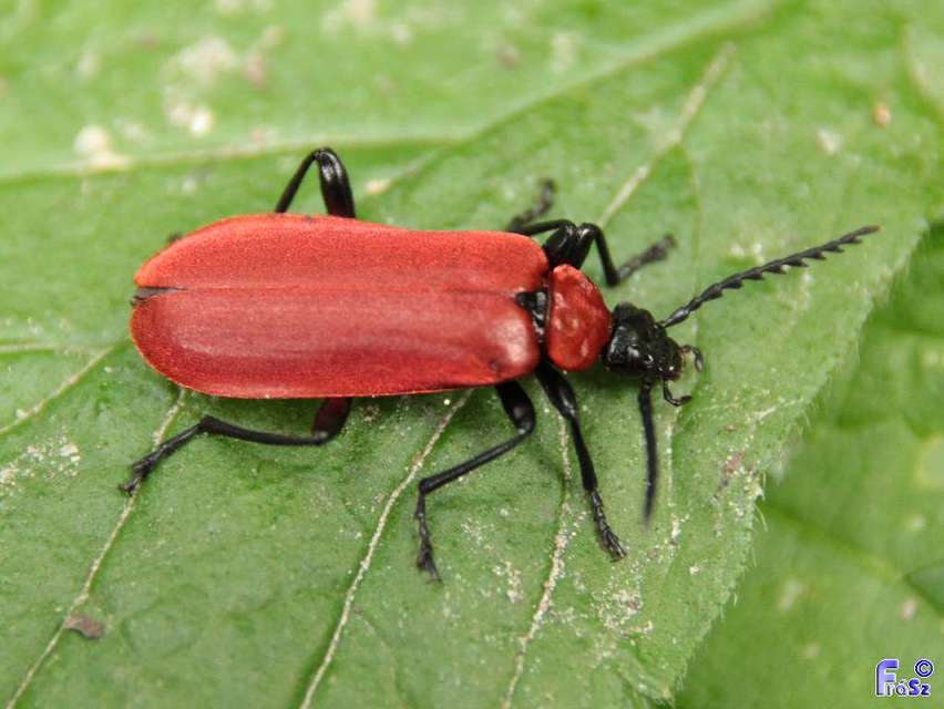 Pyrochroa coccinea - nagy bíborbogár