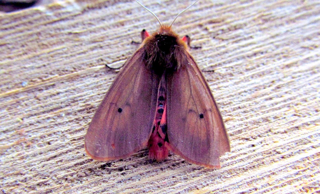 Phragmatobia fuliginosa - füstös medvelepke